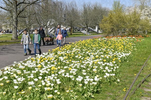 Tulip blossom