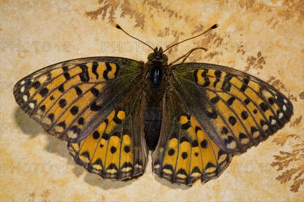 Dark green fritillary (Argynnis aglaja)