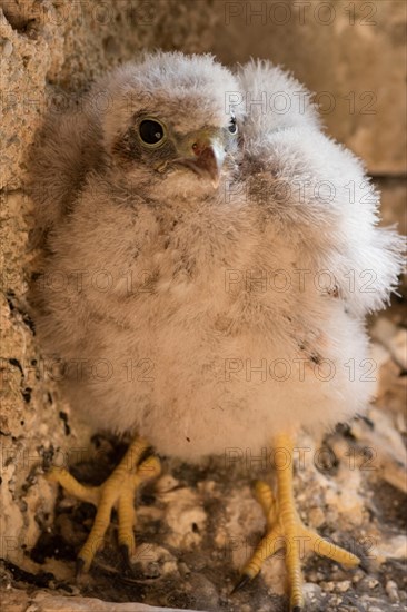 Common kestrel