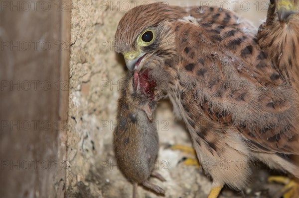 Common kestrel (Falco tinnunculus)