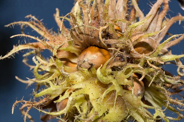 Turkish hazel (Corylus colurna)