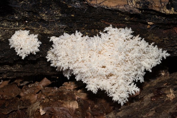 Coral tooth fungus (Hericium coralloides)