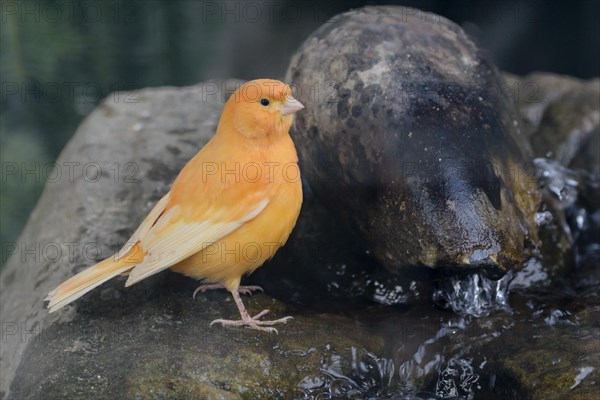 Domestic canary (Serinus canaria domestica) Flower Island Siebenbergen