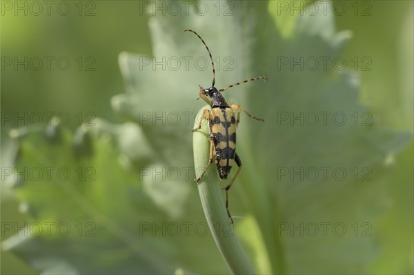 Spotted longhorn (Rutpela maculata)