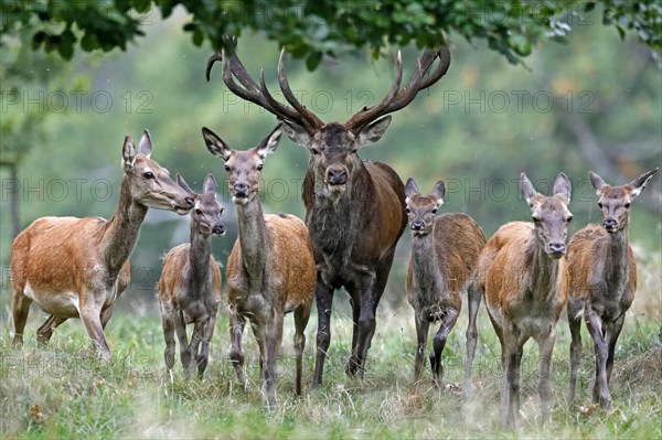 Red deer (Cervus elaphus)