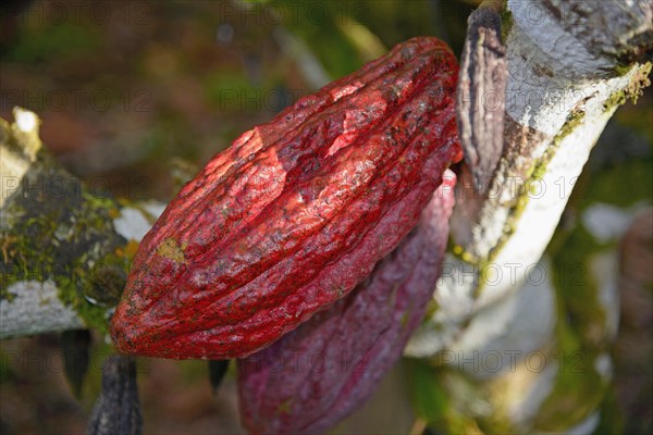 Cacao