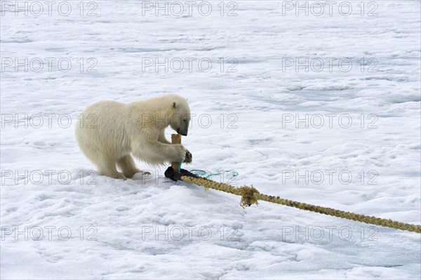 Polar bear (Ursus maritimus) inspects rope and chews on mast of expedition ship