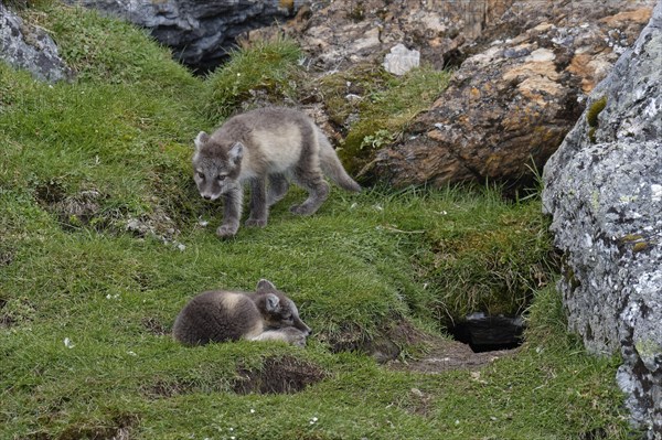 Young Arctic foxes (Vulpes lagopus) playing near the den