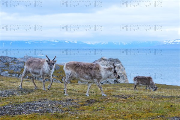 Svalbard reindeers (Rangifer tarandus platyrhynchus) in the Toundra