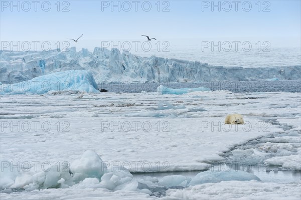 Female polar bear (Ursus maritimus) resting on pack ice in front of a blue iceberg