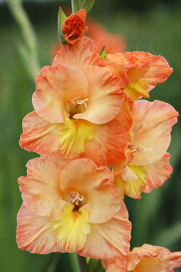 Garden Gladiolus (Gladiolus x hortulanus)