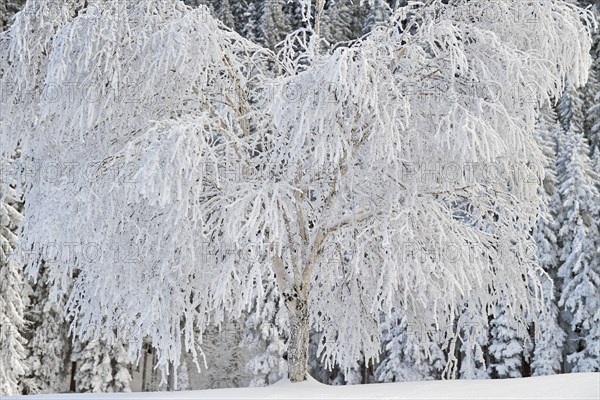 Snow-covered aspen