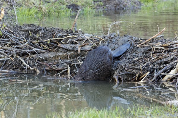 Canadian beaver