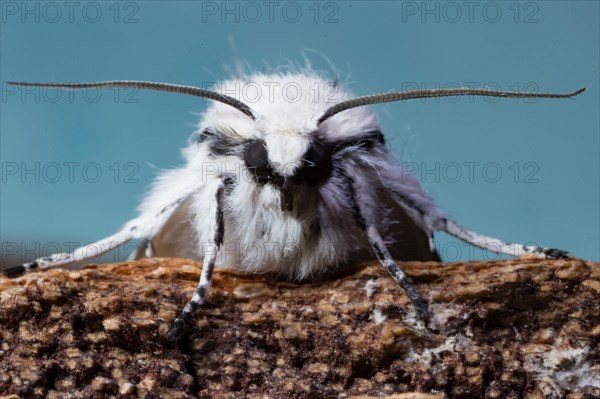 Miller (Acronicta leporina) moth