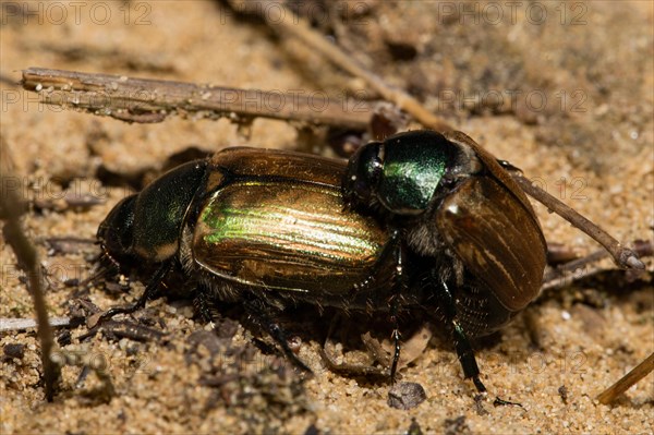 Marginal vine scrub (Anomala dubia)