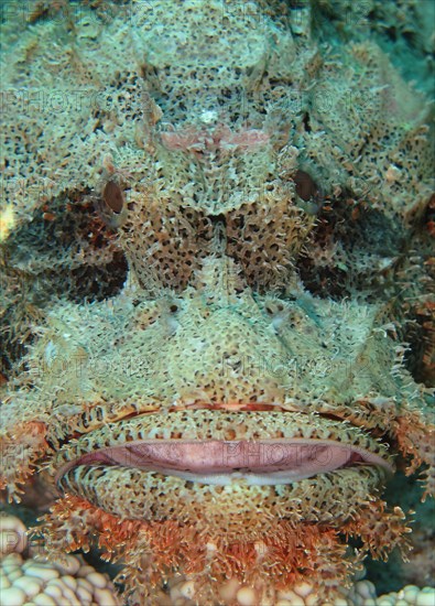 Tassled Scorpionfish (Scorpaenopsis oxycephala)