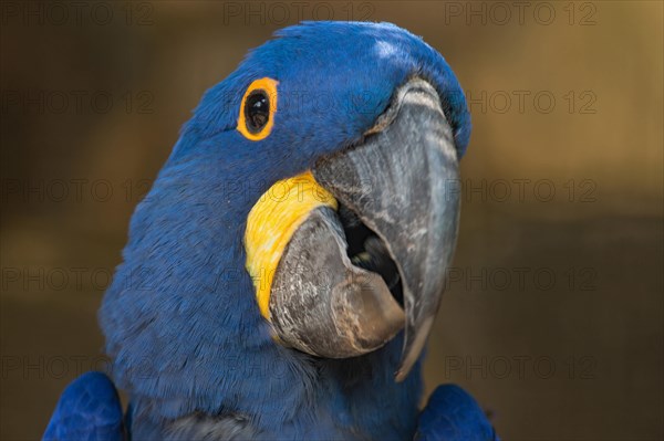 Hyacinth macaw (Anodorhynchus hyacinthinus)