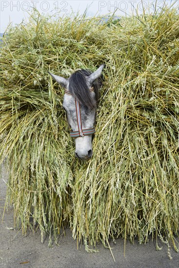 Horse loaded with grain stalks