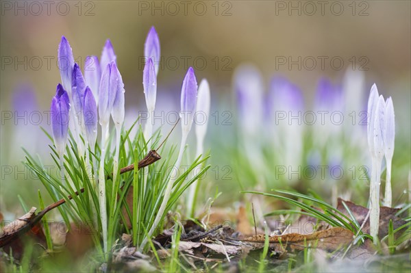 Woodland crocus (Crocus tommasinianus)