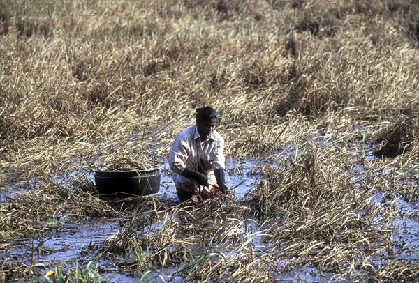 Harvesting paddy