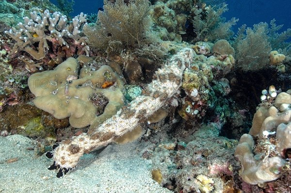 Dotted sea cucumber (Bohadschia graeffei) feeding with visible tentacles