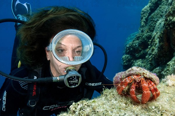 Diver looking at Red Hermit Crab (Dardanus calidus) close up