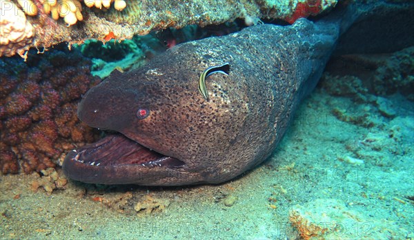 Giant Moray (Gymnothorax javanicus) moray