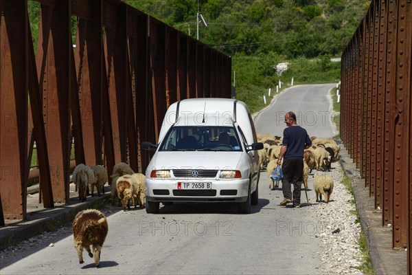 Flock of sheep and car