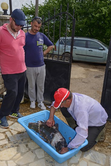 Cleaning carp