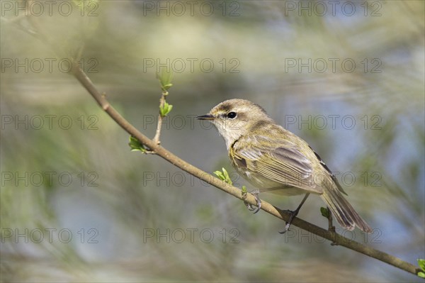 Willow warbler (Phylloscopus trochilus)