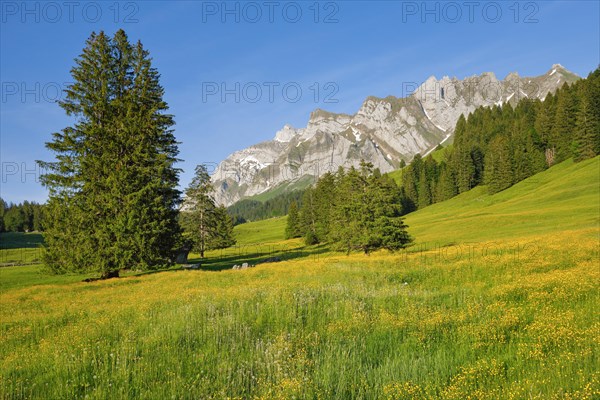 View of Lutertannen towards the Alpstein massif with Saentis in mountain spring