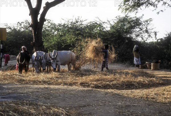 Thrashing rice sheaves with bullocks