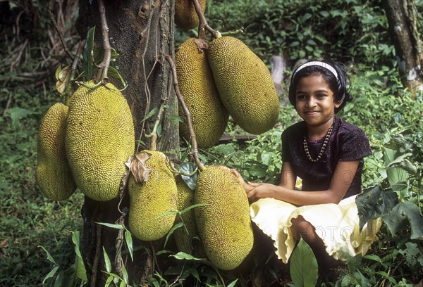 Jackfruit Tree (Artocarpus heterophyllus) at Mukkali near silent valley