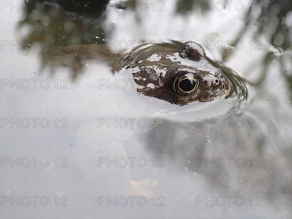Common frog (Rana temporaria)