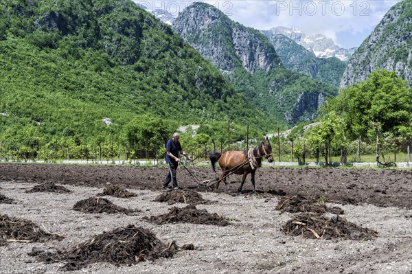Farmer spreading manure in the field with horse