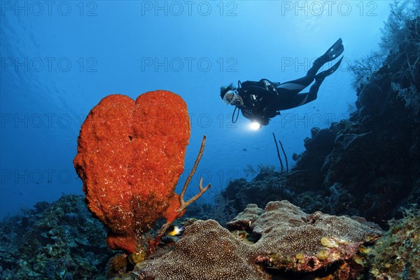 Diver on steep wall with Strawberry vase sponge (Mycale laxissima)