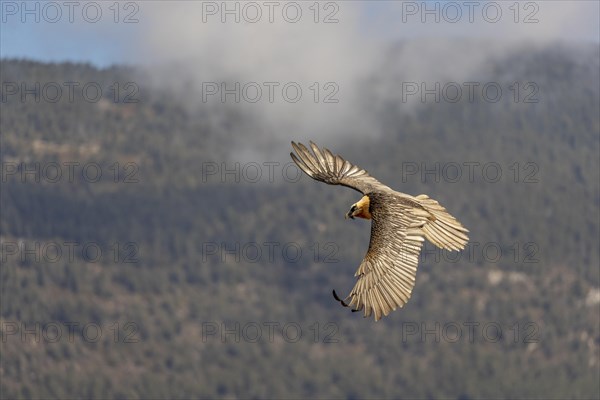 Bearded vulture (Gypaetus barbatus) adult in flight off Bergen