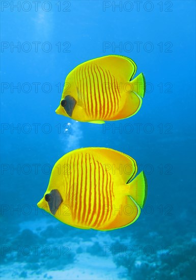 Bluecheek butterflyfish (Chaetodon semilarvatus)