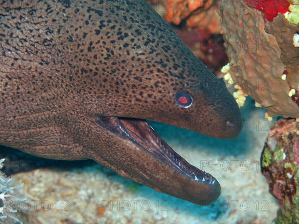 Giant Moray (Gymnothorax javanicus) moray