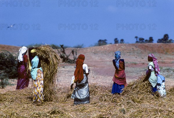 Threshing rice sheaves