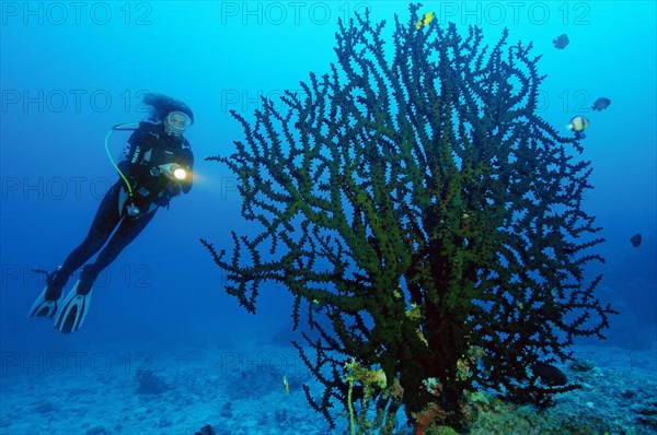 Diver looking at large Black Sun Coral (Tubastraea micranthus)