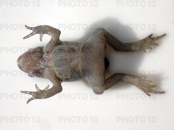 Small Common frog (Rana temporaria)