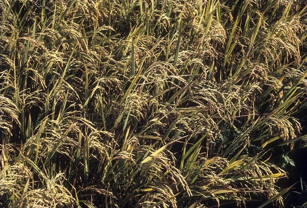 Rice getting ready for harvesting in paddy field