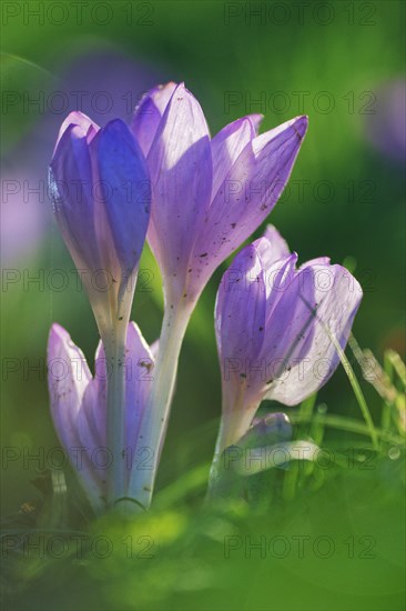 Autumn crocus (Colchicum autumnale)