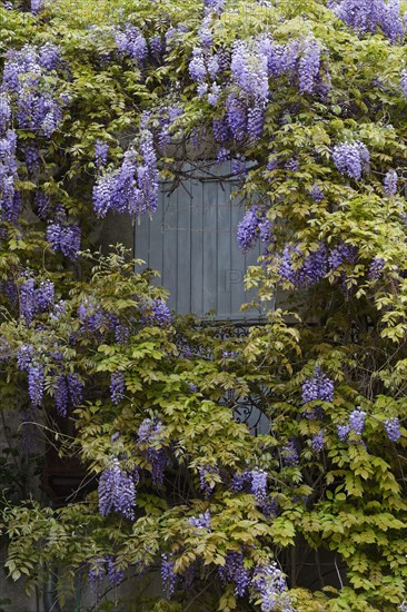 Chinese wisteria (Wisteria sinensis)