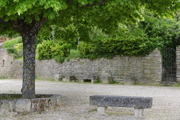 Linden tree (Tilia) behind the church