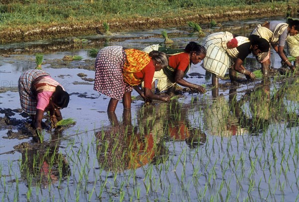 Rice paddy seedlings transplanting the field