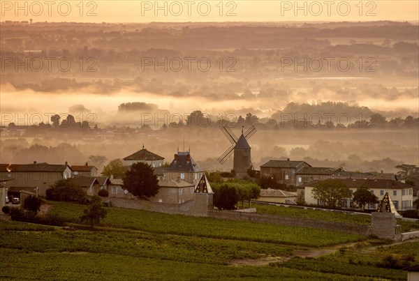 Moulin a Vent Beaujolais vineyard