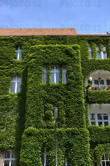 Facade greening