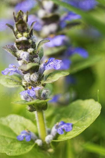 Common goutweed (Ajuga reptans)